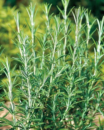 Sementes de alecrim comum (Rosmarinus officinalis) – erva aromática perene