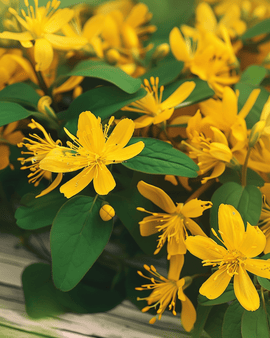 Sementes de Hipericão Hypericum Perforatum Erva Perene