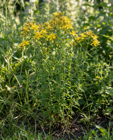 Hipérico (Hypericum perforatum) – semillas de hierba perenne de SeedsChoice