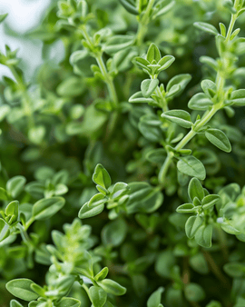 Sementes de tomilho-alemão-de-inverno Thymus vulgaris erva aromática perene resistente ao frio