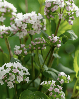 Sementes de Ervas Aromáticas Valeriana Officinalis Perene