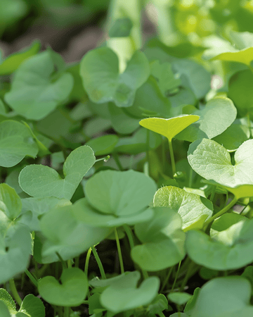 Sementes de agrião Garden (Nasturtium officinale) – erva aromática perene