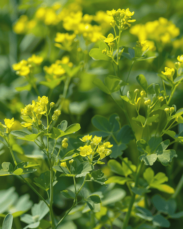 Rue seeds (Ruta graveolens) – perennial herb