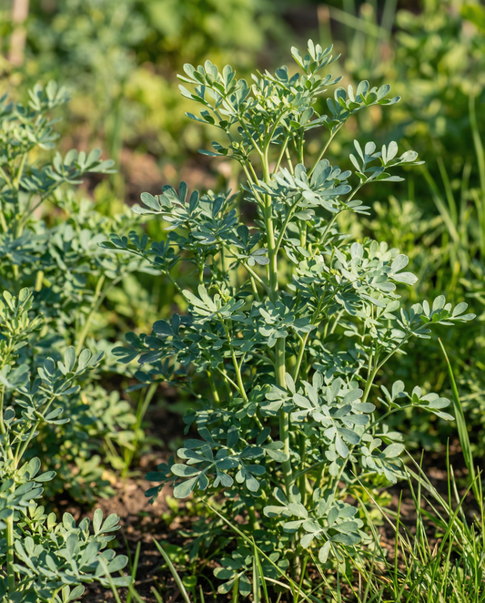 Arruda (Ruta graveolens) – sementes de erva-vivaz da SeedsChoice
