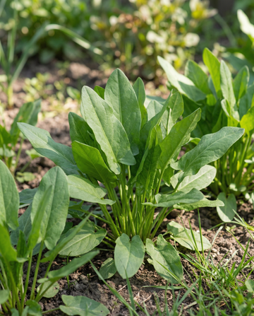 Acedera (Rumex acetosa) – semillas de hierba perenne de SeedsChoice