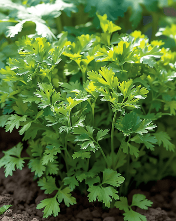 Sementes de cerefólio Fine Curled (Anthriscus cerefolium) – anual