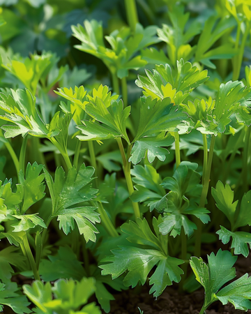 Semillas de perifollo de invierno Vertissimo (Anthriscus cerefolium) – hortaliza anual