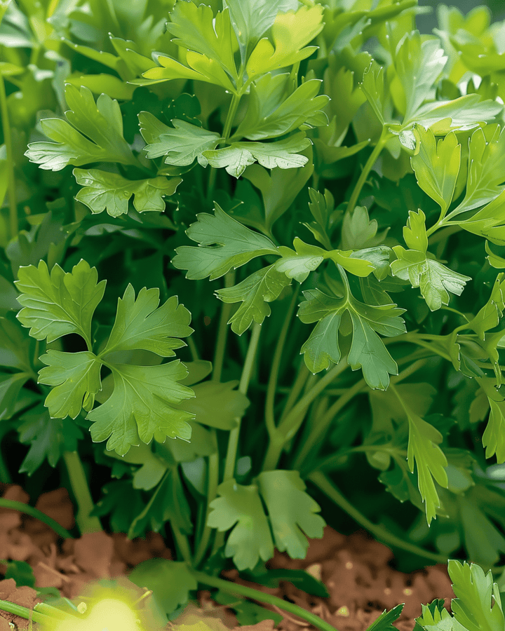 Sementes de salsa Amsterdamse Snij (Petroselinum crispum) – erva anual