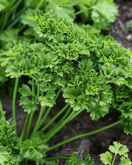 Sementes de Salsa Thujade Petroselinum Crispum Erva Anual