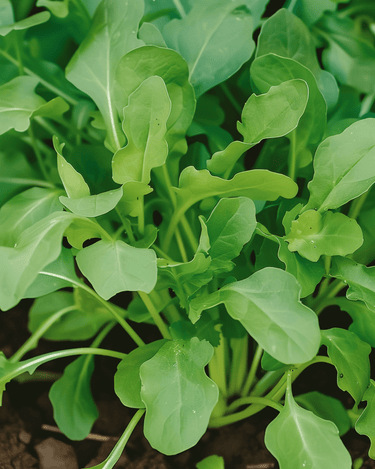 Semillas de rúcula (Eruca sativa) – verdura anual