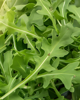 Semillas de rúcula silvestre Diplotaxis Tenuifolia vegetal perenne de hoja verde