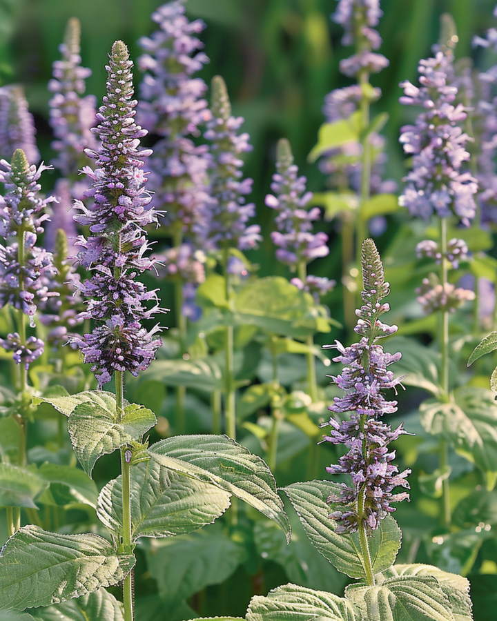 Sementes de hissopo mexicano (Agastache foeniculum) – flor anual