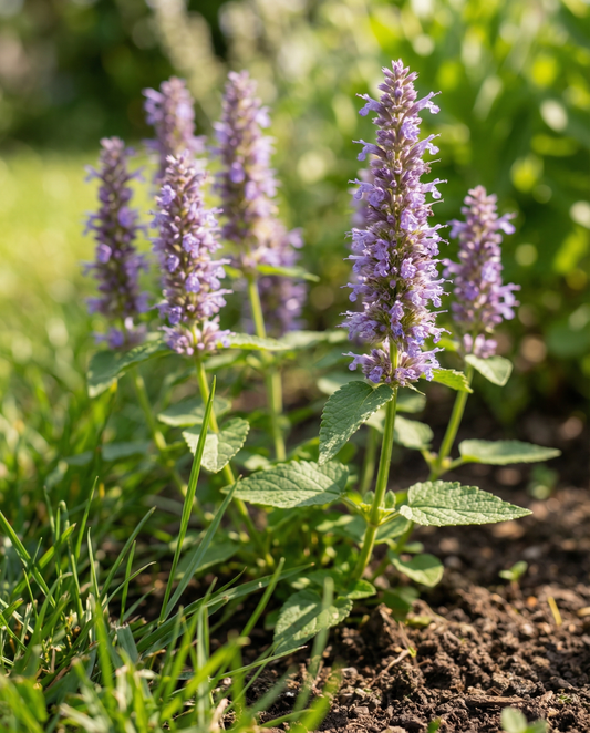 Hissopo mexicano (Agastache foeniculum) – sementes de flor anual da SeedsChoice