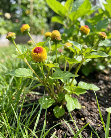 Planta-do-dente-de-alho (Spilanthes oleracea) – sementes anuais da SeedsChoice