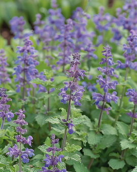 Sementes de Nepeta Mussinii Perene