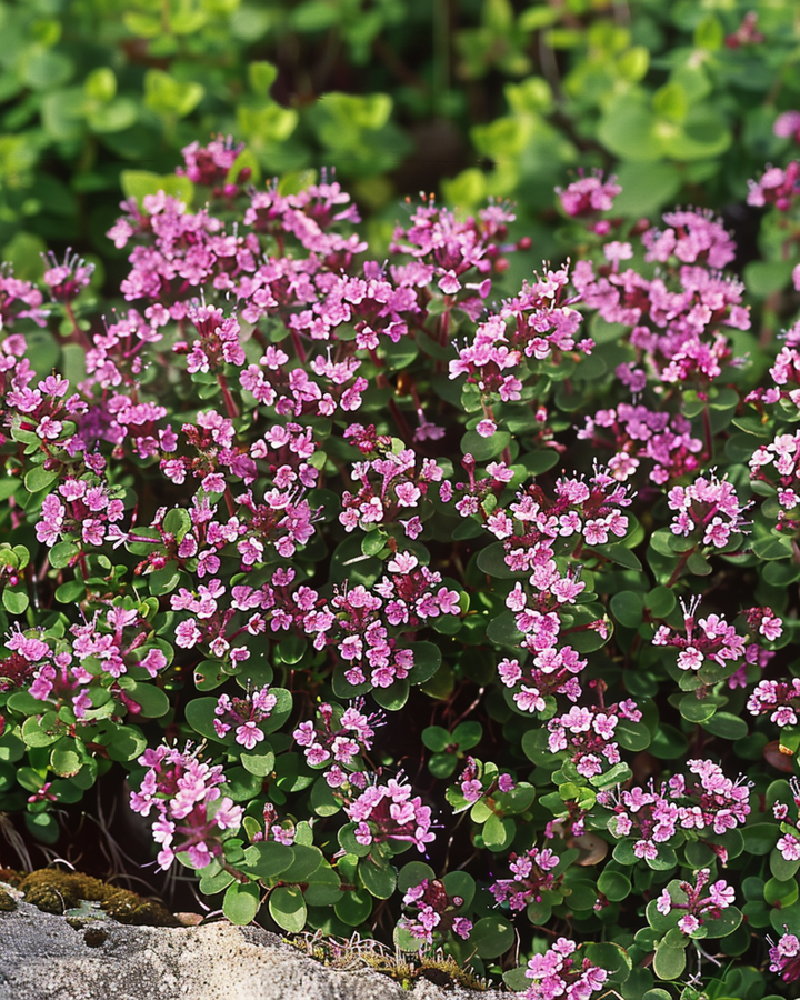 Semillas de tomillo silvestre (Thymus serpyllum) – perenne