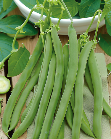 Sementes de feijão anão Admires (Phaseolus vulgaris) – legume anual