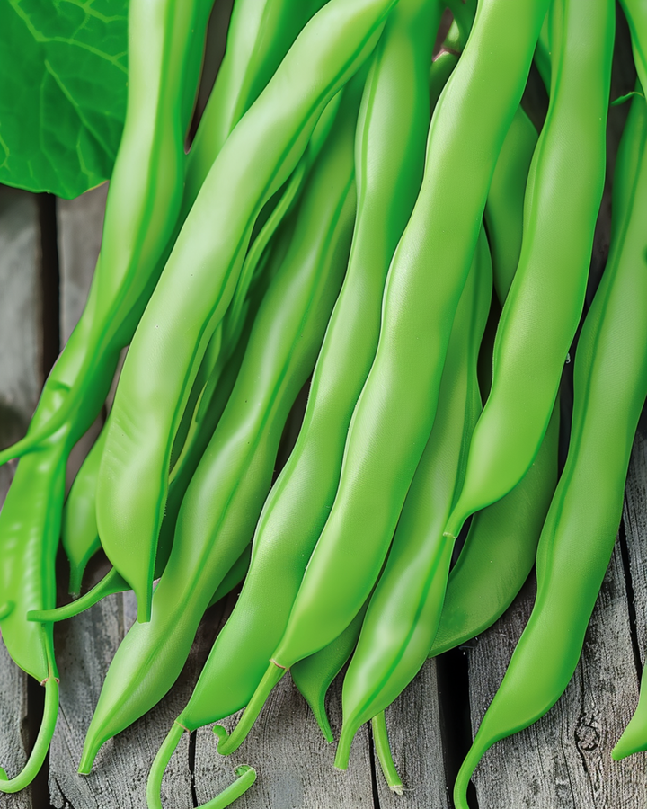 Sementes de feijão-trepadeiro Terli 25g (Phaseolus vulgaris) – vegetal anual