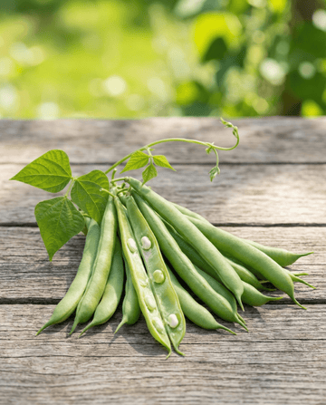 Feijão-verde de Guia Mechelse Tros 25g (Phaseolus vulgaris) – sementes de hortaliça anual da SeedsChoice