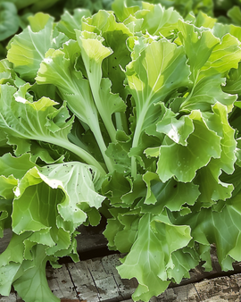 Sementes de Endívia Cichorium endivia Anual Variedade Avantgarde