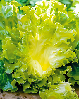 Sementes de endívia frisada De Meaux Cichorium Endivia anual tipo frisée