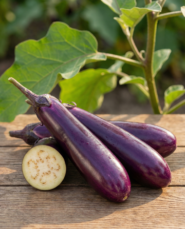 Beringela Violetta Lunga 2 Long Purple (Solanum melongena) – sementes de hortaliça anual da SeedsChoice