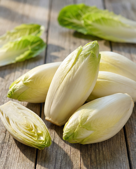 Achicoria de Bruselas Videna (Cichorium intybus) – semillas de hortaliza bienal de SeedsChoice