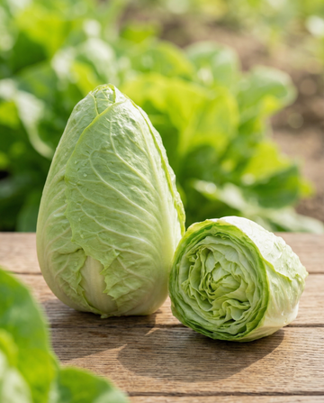 Achicoria sugarloaf (Cichorium intybus) – semillas de hortaliza anual de SeedsChoice
