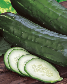 Sementes de Pepino Johanna Cucumis sativus – Variedade Anual de Pepino para Fatiar