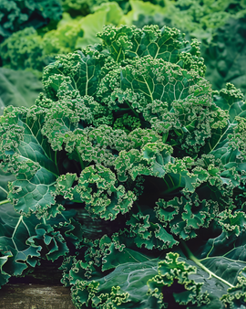 Semillas de col rizada Brassica Oleracea Winterbor F1 vegetal anual