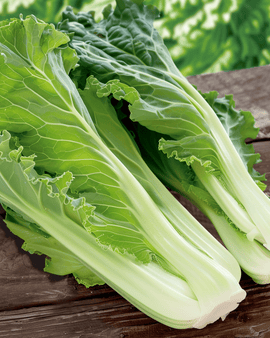 Chinese Cabbage Seeds Brassica Pekinensis Annual Granaat Michihili