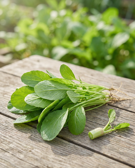Folhas de Nabo (Brassica rapa) – sementes de hortícola anual da SeedsChoice