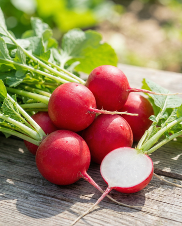 Rabanete Saxa 2 (Raphanus sativus) – sementes de hortaliça anual da SeedsChoice