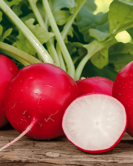 Sementes de Rabanete Cherry Belle Raphanus sativus – Variedade Anual