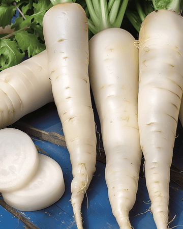 Sementes de rabanete April Cross F1 (Raphanus sativus) – legume anual