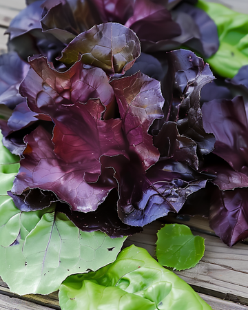 Cos Lettuce Moonred seeds (Lactuca sativa) – annual vegetable