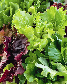Sementes de Mistura para Salada Lactuca Sativa Mesclun Anual