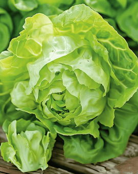 Sementes de Alface May Queen Lactuca Sativa Variedade Anual