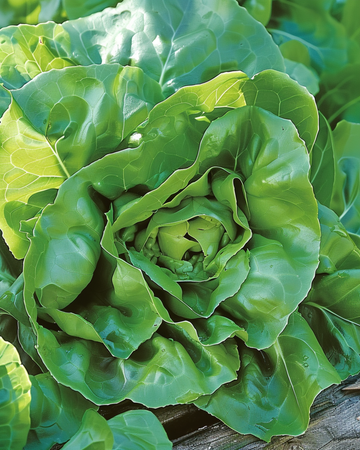 Semillas de lechuga Milan (Lactuca sativa) – hortaliza anual