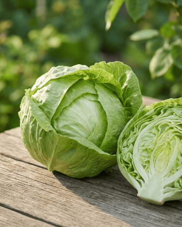 Alface Kagraner 2 (Lactuca sativa) – sementes de legume anual da SeedsChoice