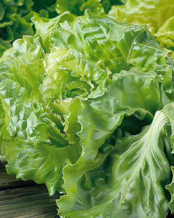 Sementes de alface Batavia Blonde De Paris (Lactuca sativa) – vegetal anual