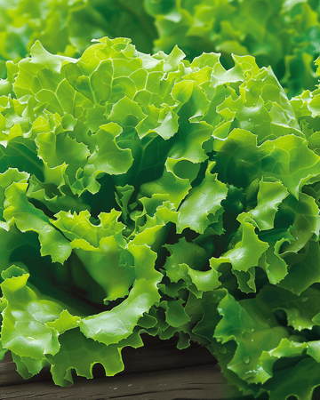 Sementes de Alface Salanova Vicinity (Lactuca sativa) – hortaliça anual