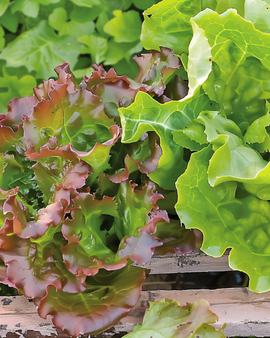 Sementes de alface de folha Amerikaanse Roodrand Lactuca sativa anual