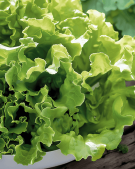 Sementes de Alface de Folha Australian Yellow Lactuca Sativa Anual
