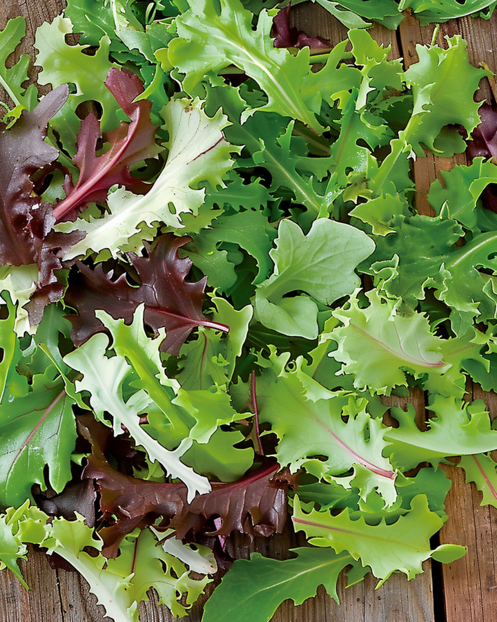 Sementes Mixed French Salad (Lactuca sativa) – mistura anual
