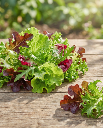 Mixed French Salad (Lactuca sativa) – sementes de mistura anual da SeedsChoice