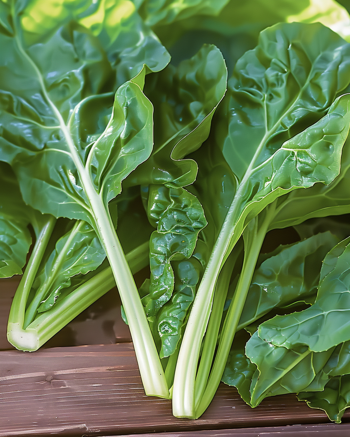 Sementes de acelga Common Green (Beta vulgaris) – vegetal anual