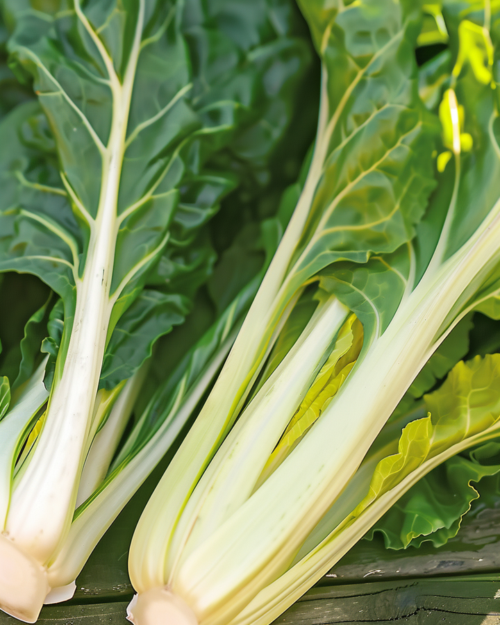 Sementes de acelga Blonde A Carde Blanche (Beta vulgaris) – vegetal anual
