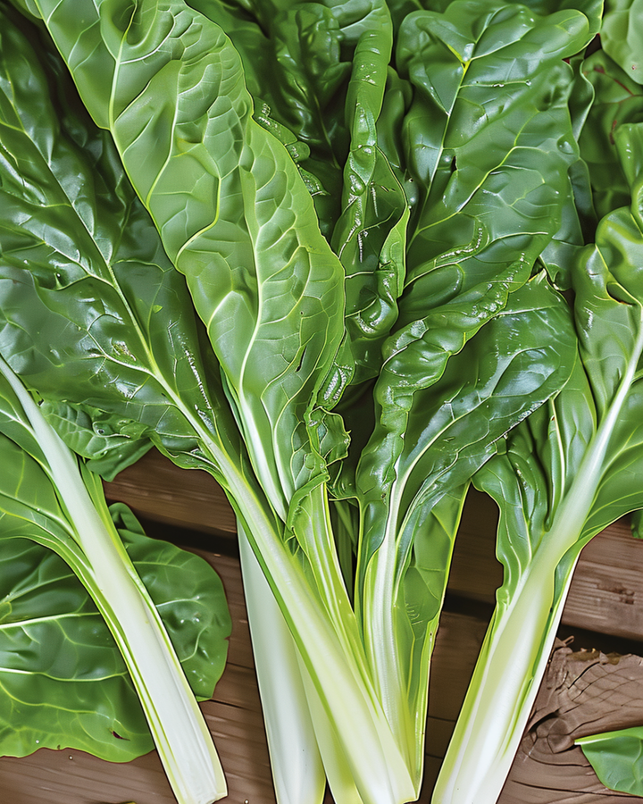Sementes de acelga Lucullus (Beta vulgaris) – vegetal anual