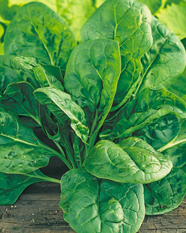 Spinach Seeds Amsterdams Reuzenblad Spinacia Oleracea Annual Variety 15g